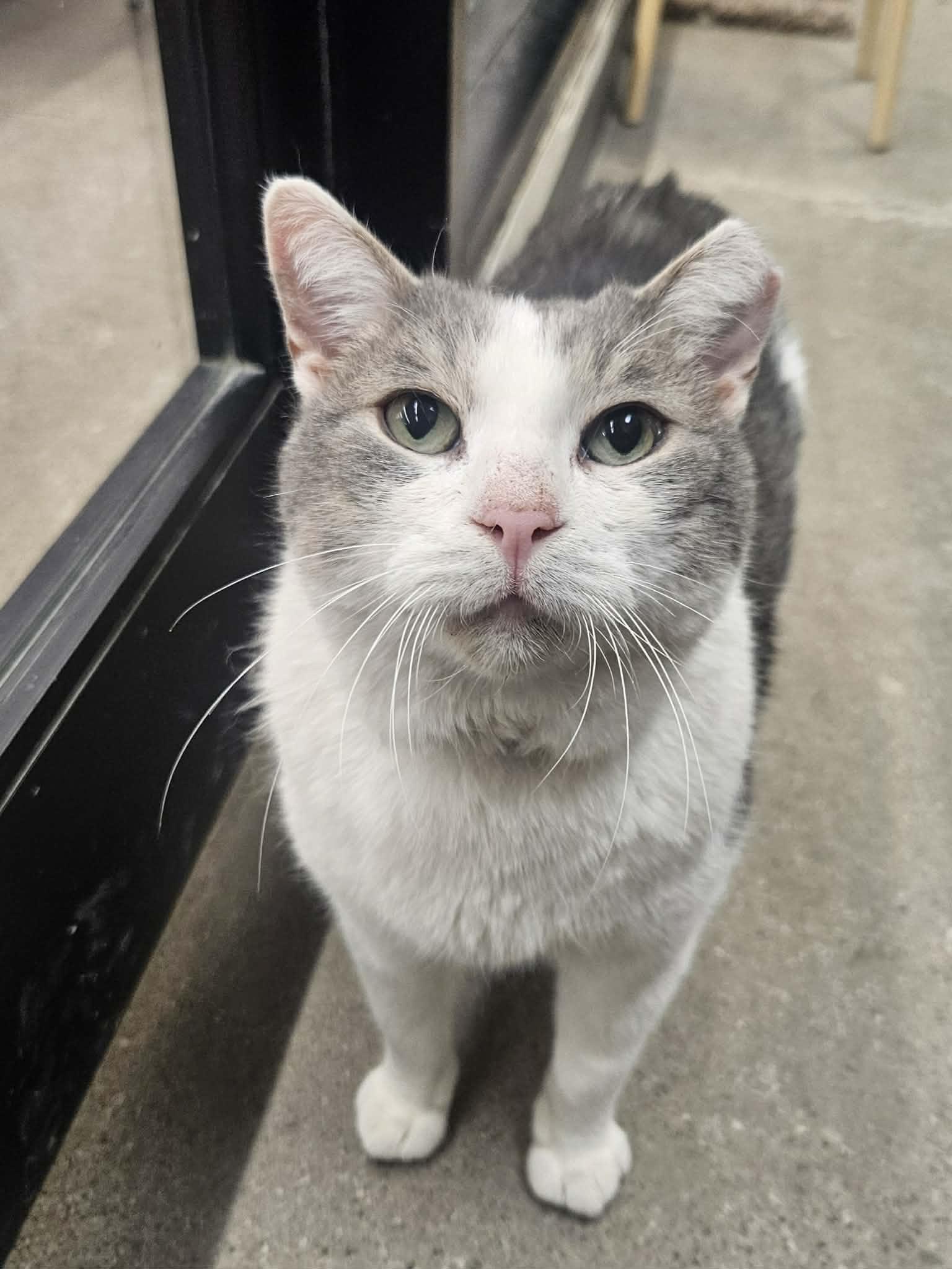 Enlarge Harley, a ADOPTABLE American Shorthair in Barrie, ON image 2/5