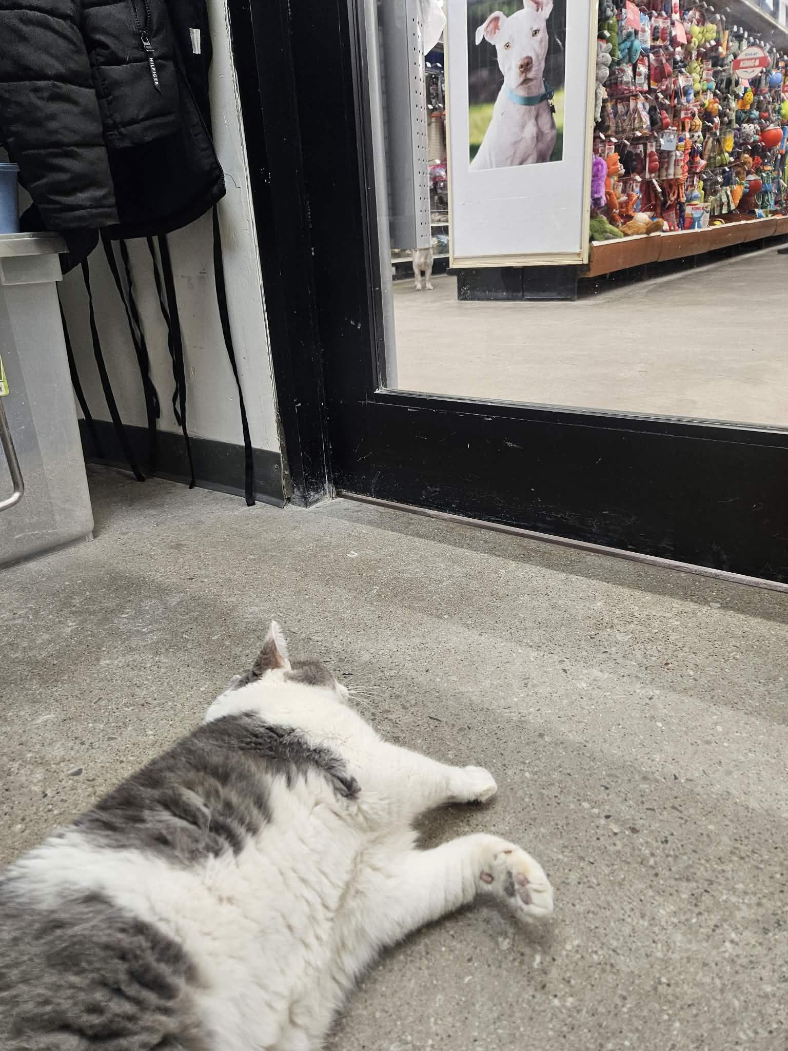 Enlarge Harley, a ADOPTABLE American Shorthair in Barrie, ON image 4/5