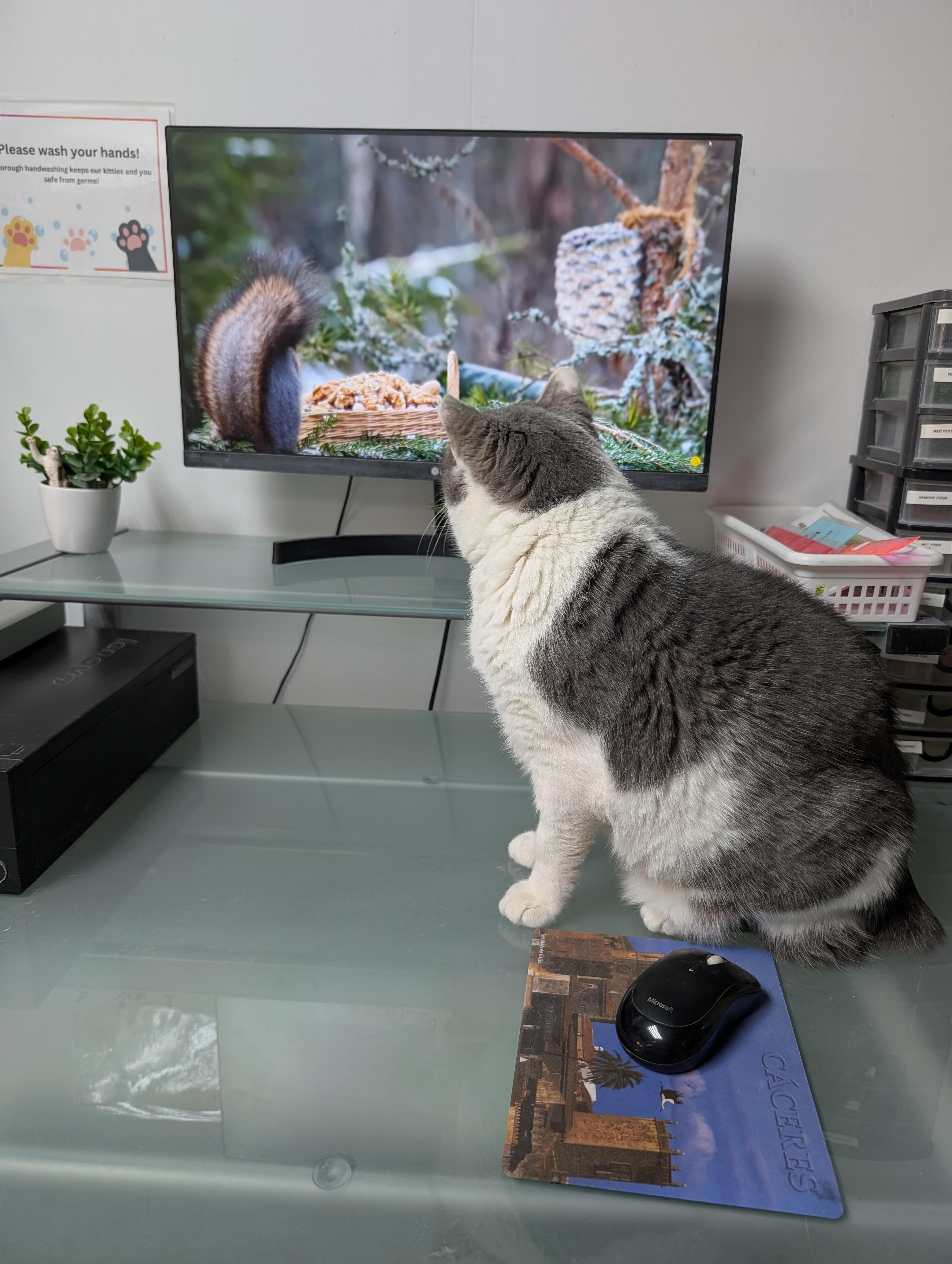 Enlarge Harley, a ADOPTABLE American Shorthair in Barrie, ON image 5/5