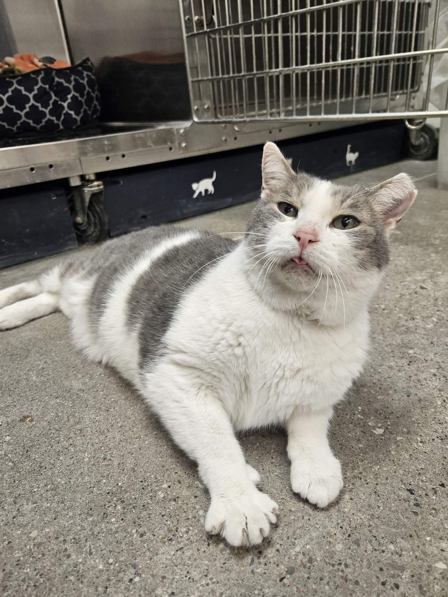 Enlarge Harley, a ADOPTABLE American Shorthair in Barrie, ON image 1/5