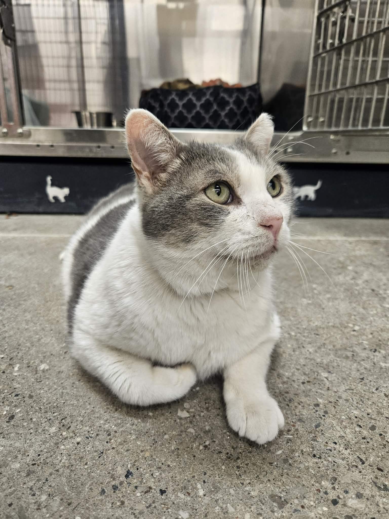 Enlarge Harley, a ADOPTABLE American Shorthair in Barrie, ON image 3/5