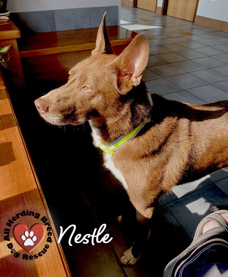 Nestle' photo 2