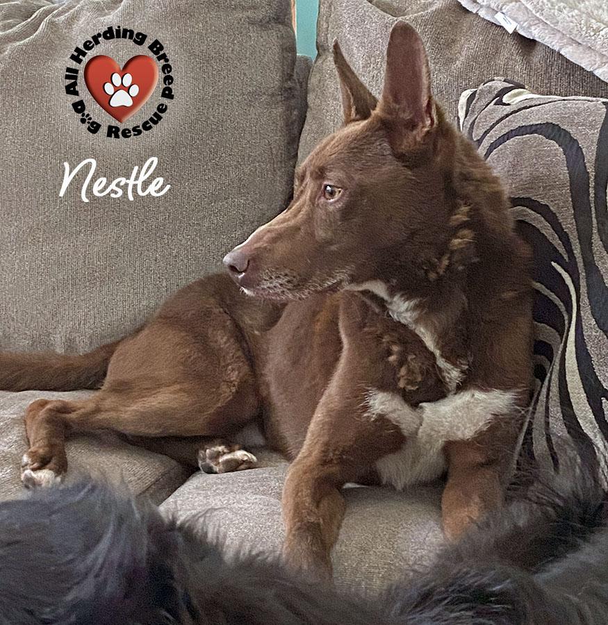 Nestle', Young Male unknown