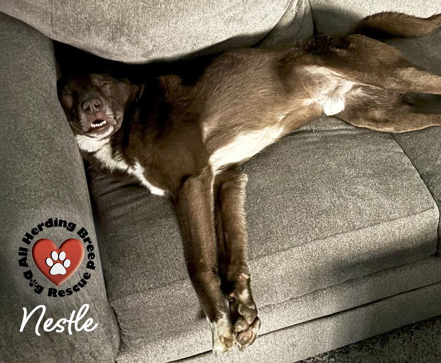 Nestle' photo 3