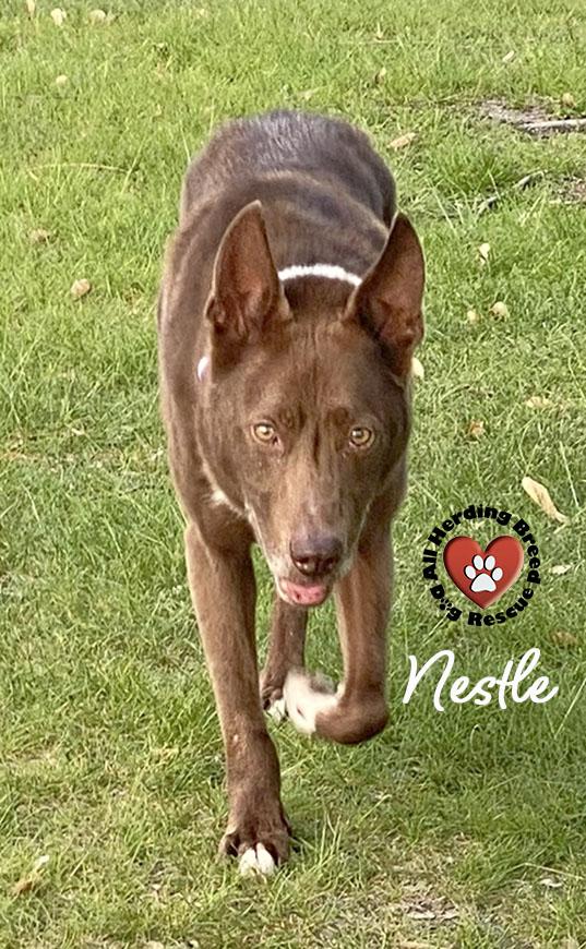 Nestle' photo 4
