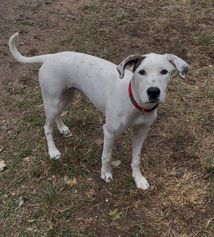 Rosie, Adoptable, Young Female Dalmatian.