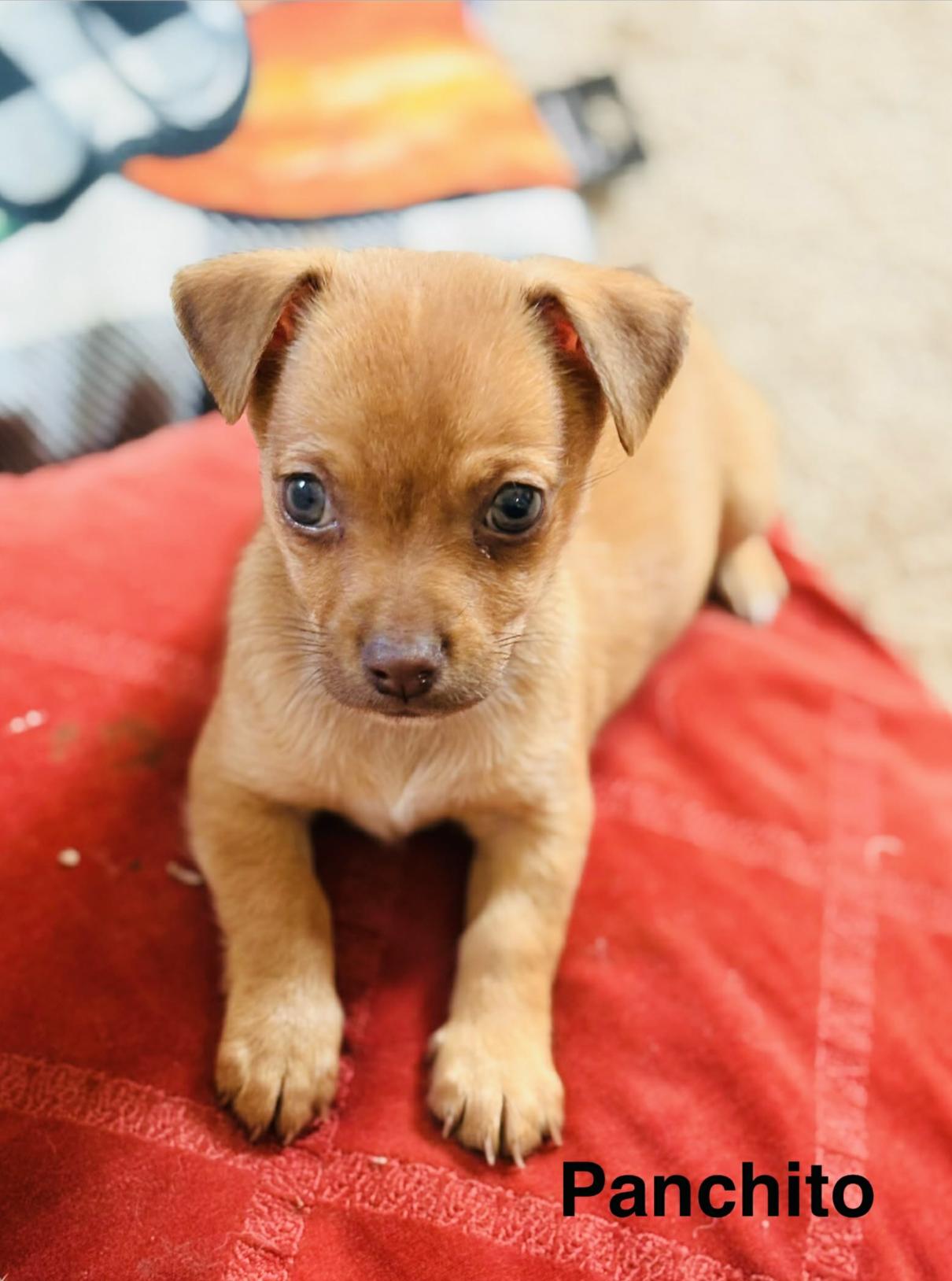 Panchito , adopted, Puppy Male Chihuahua.