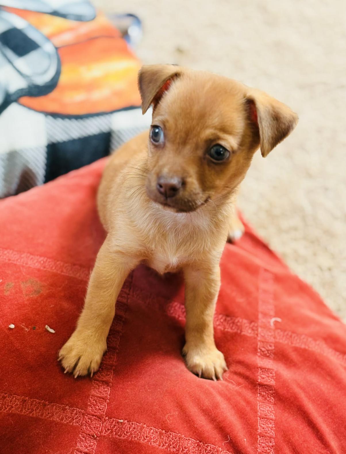 Enlarge Panchito , an adopted mixed breed in Rocky Hill, CT image 3/3