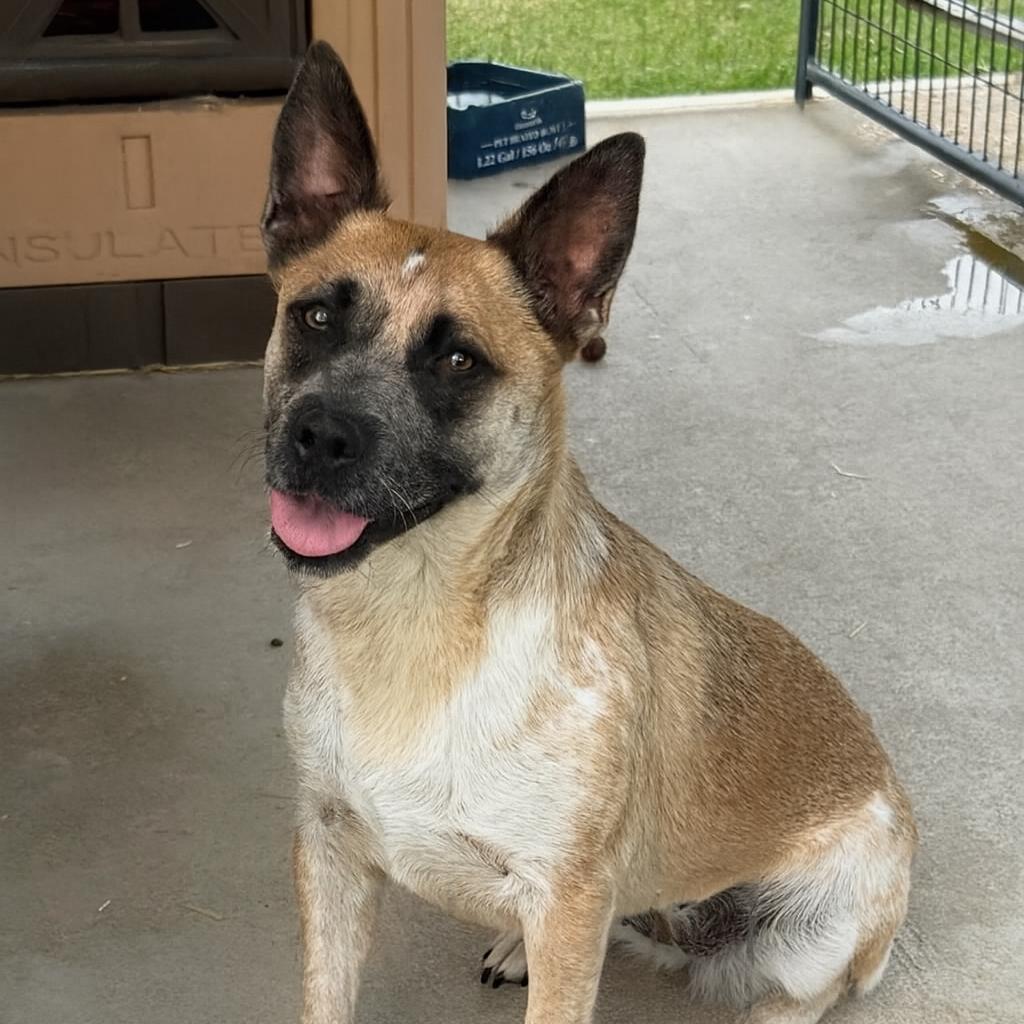 Enlarge Francesca, a Adoptable mixed breed in Norfolk, NE image 1/2