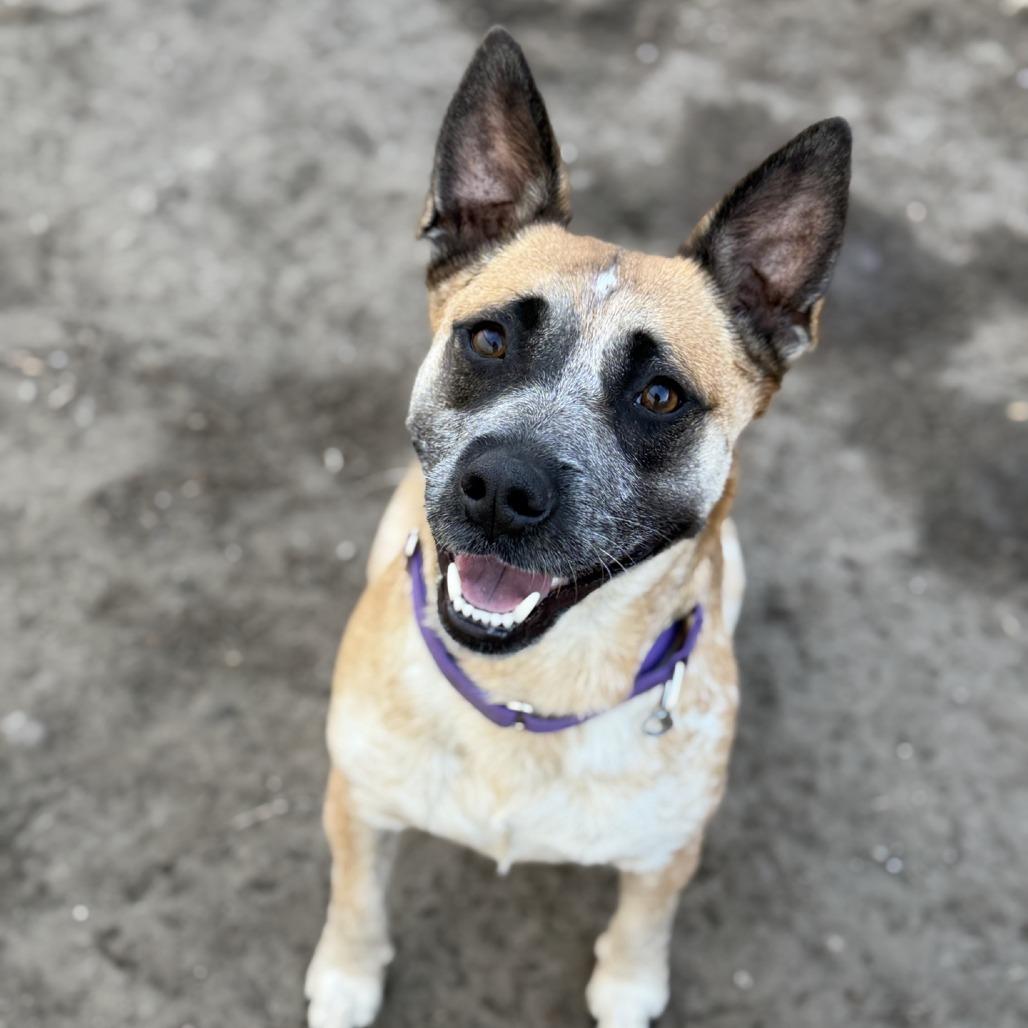 Enlarge Francesca, a Adoptable mixed breed in Norfolk, NE image 2/2