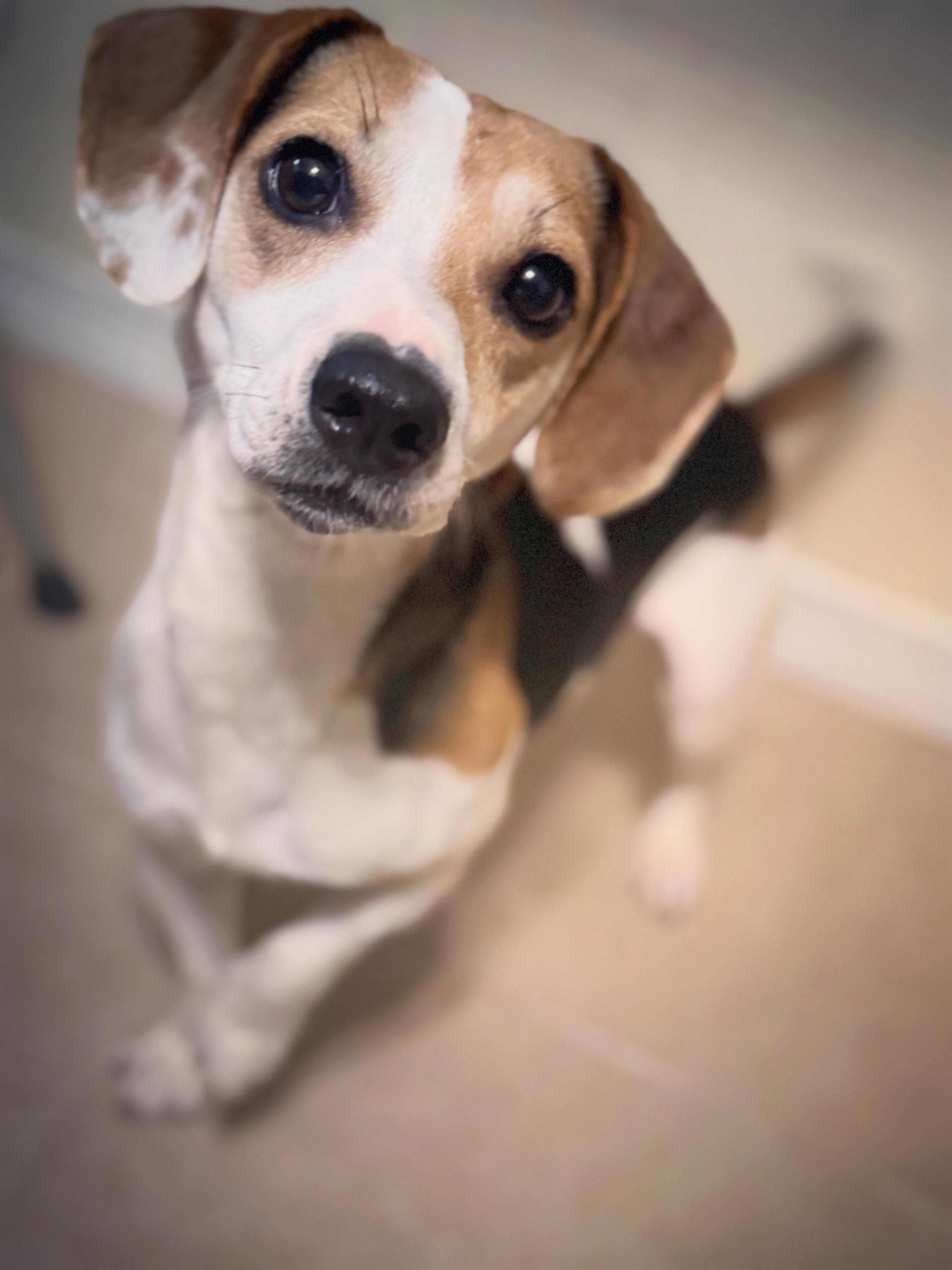 Enlarge Woody, an adopted mixed breed in Navarre, FL image 1/5