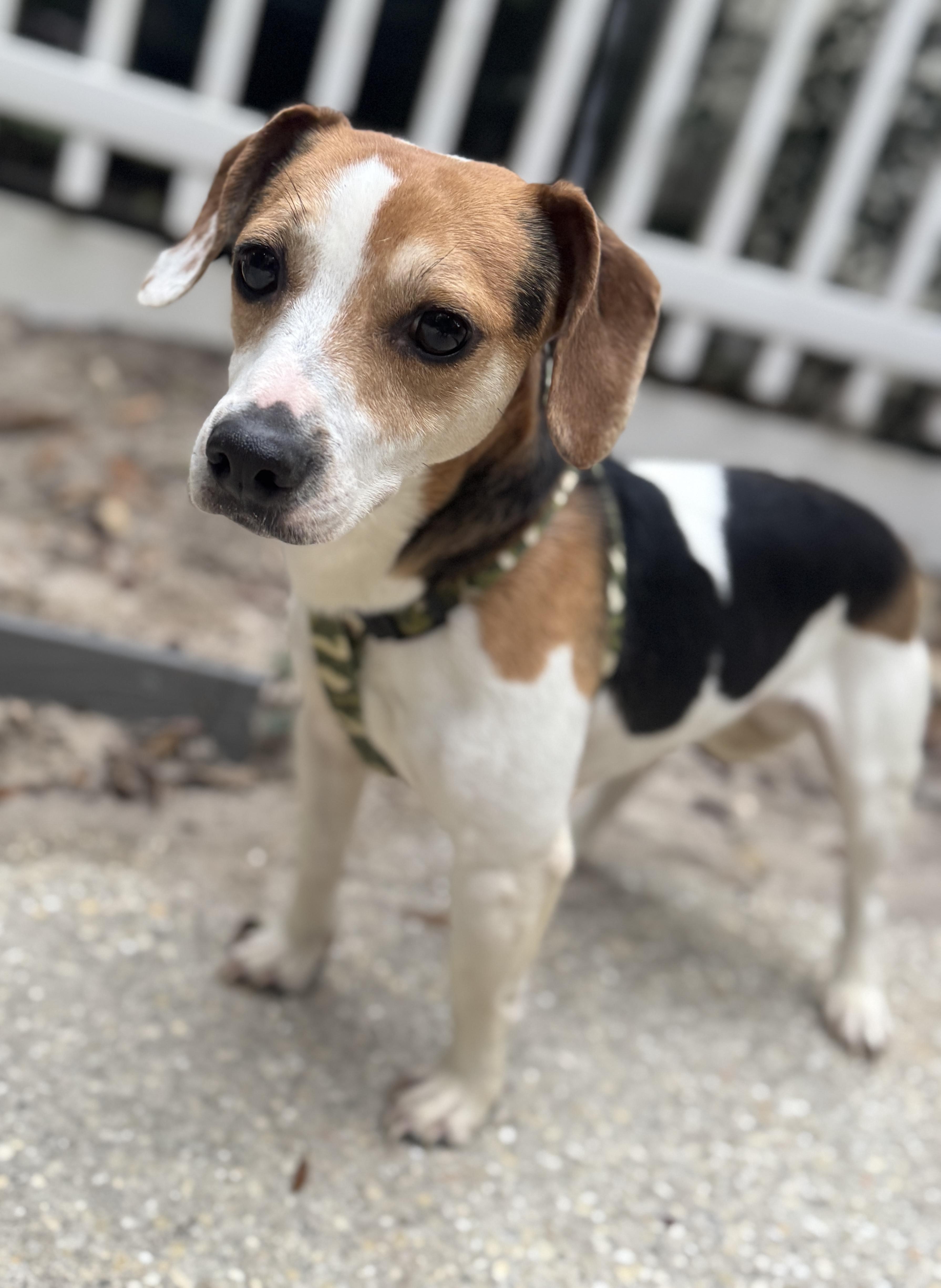 Enlarge Woody, a ADOPTABLE mixed breed in Navarre, FL image 1/4