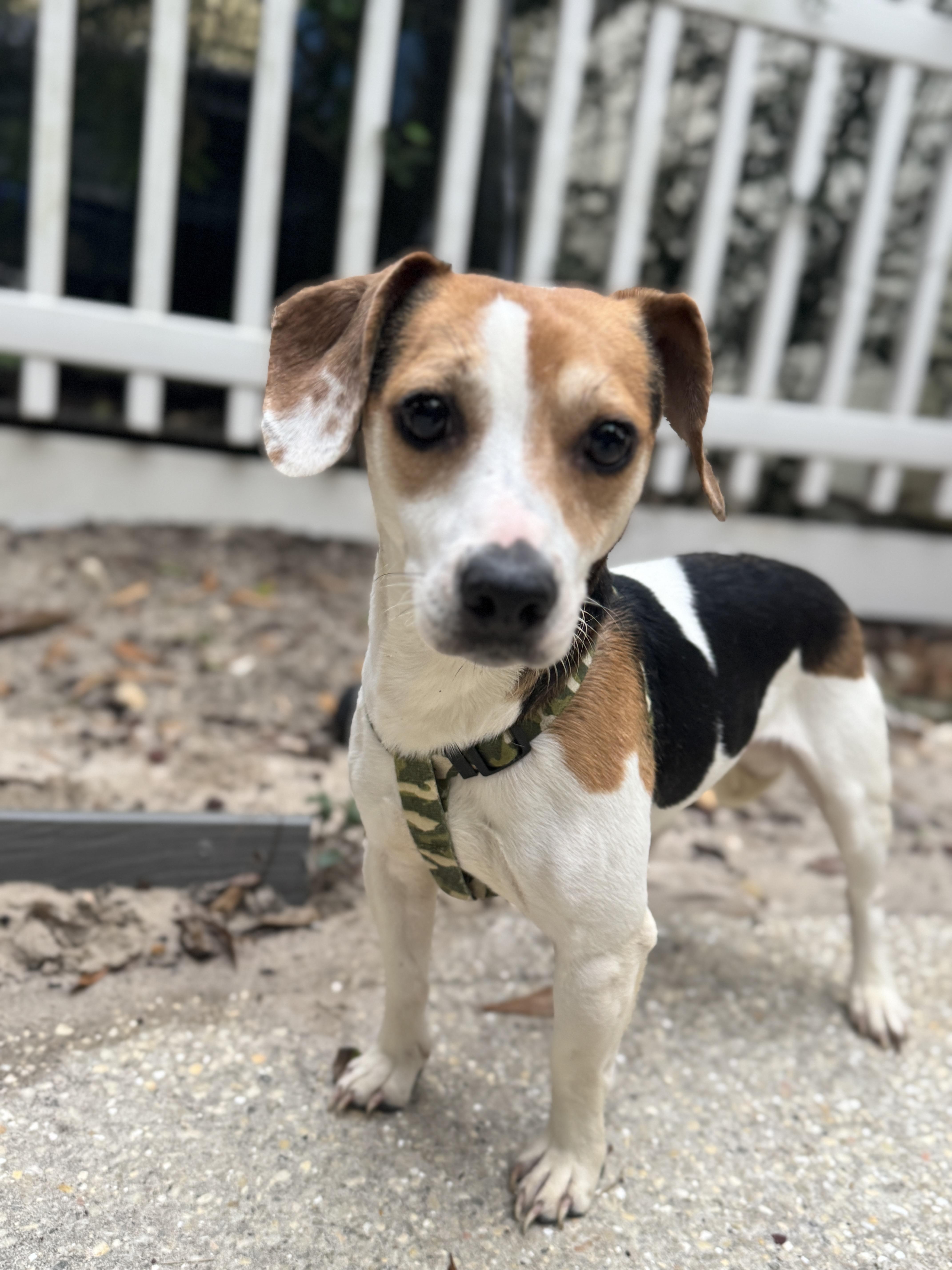 Enlarge Woody, a ADOPTABLE mixed breed in Navarre, FL image 3/4