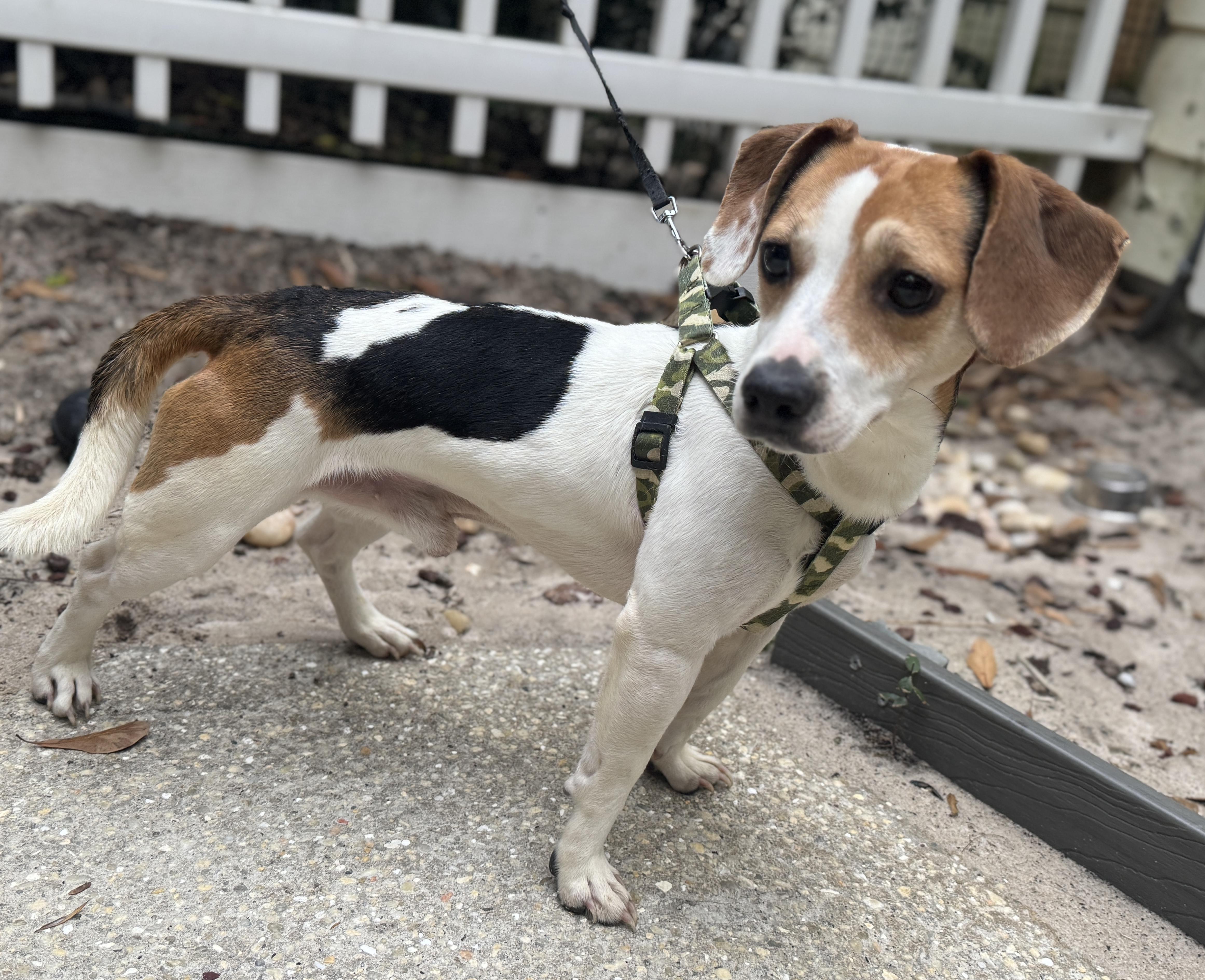 Enlarge Woody, a ADOPTABLE mixed breed in Navarre, FL image 4/4