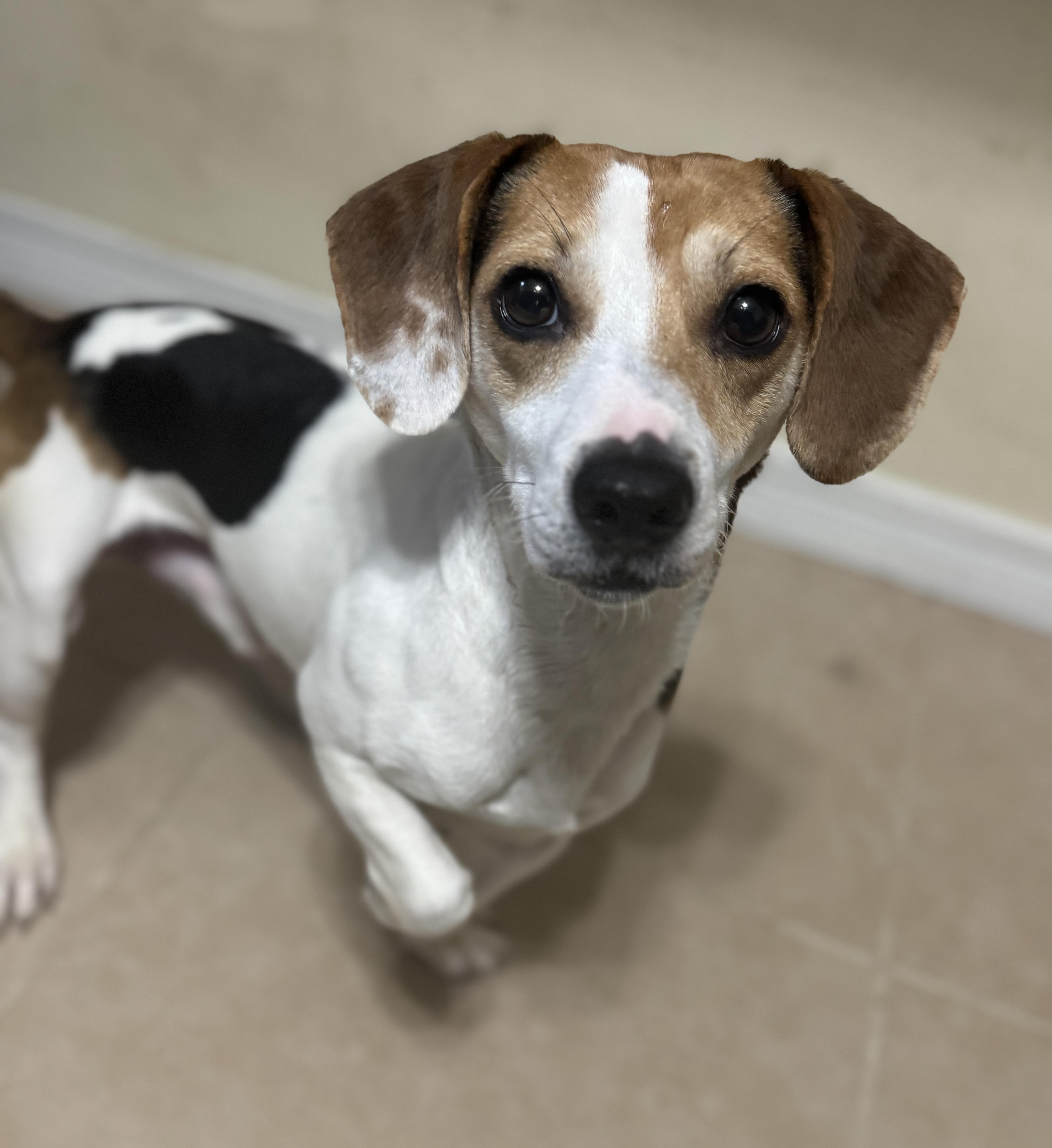 Enlarge Woody, an adopted mixed breed in Navarre, FL image 2/5