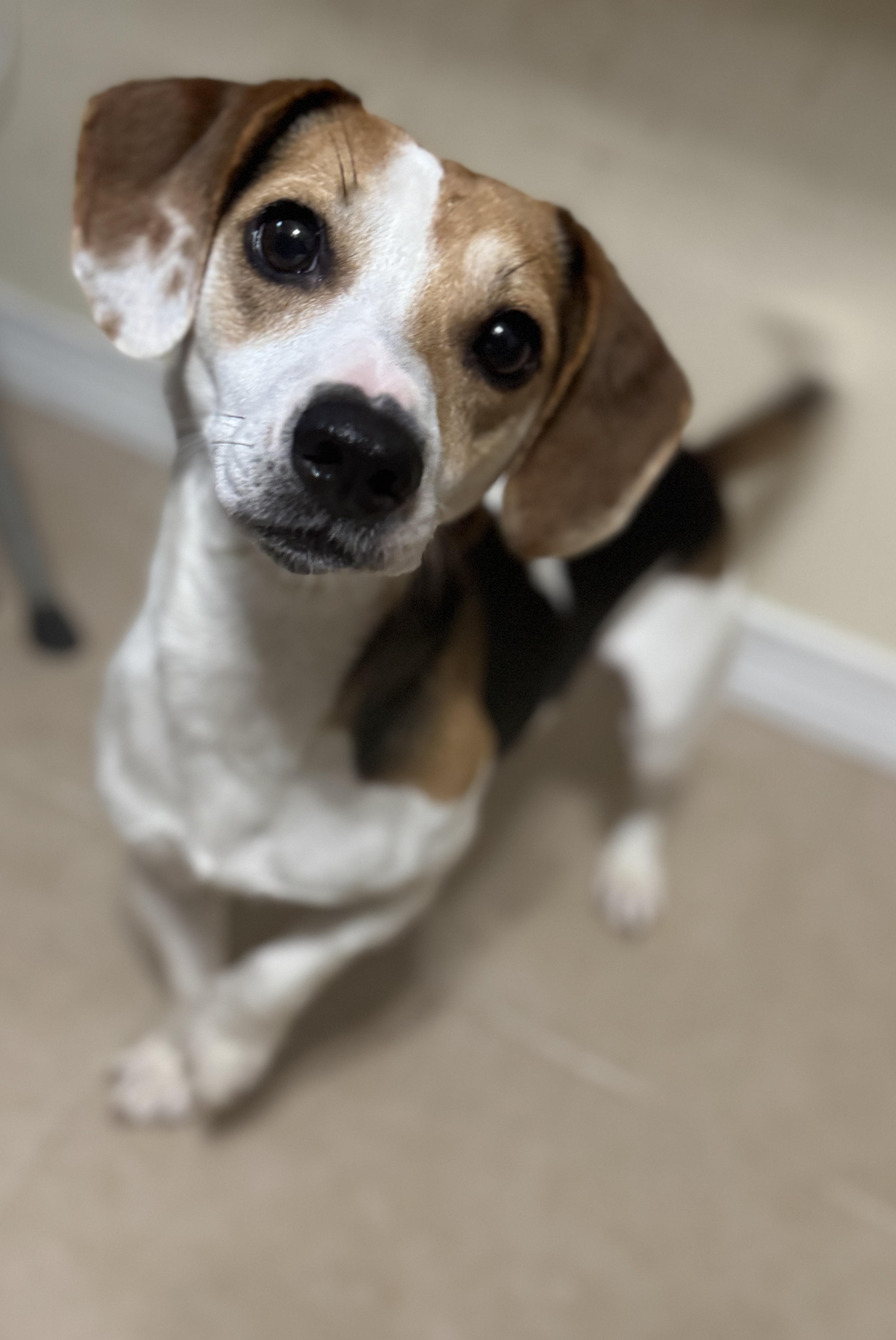 Enlarge Woody, an adopted mixed breed in Navarre, FL image 5/5