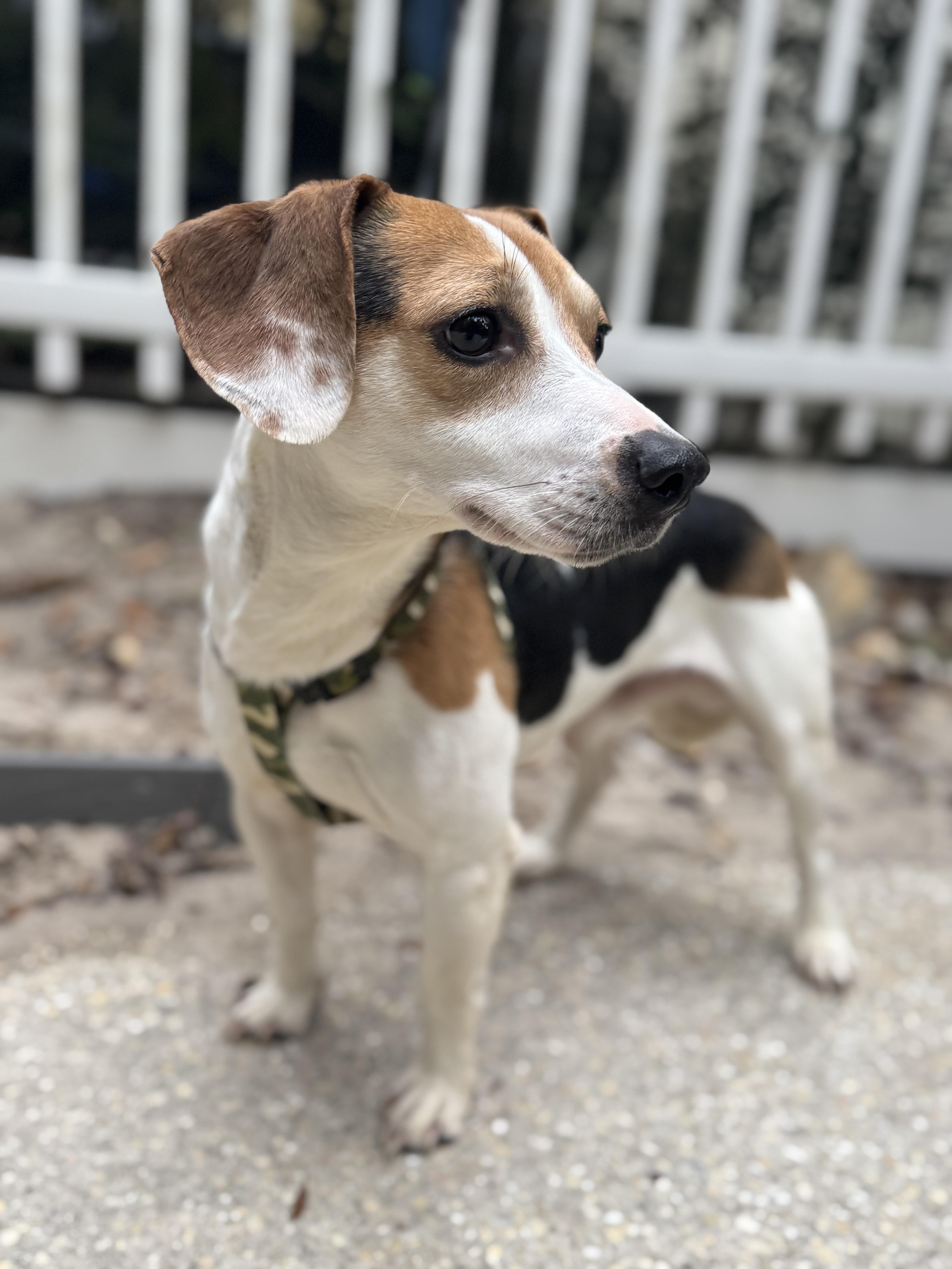 Enlarge Woody, a ADOPTABLE mixed breed in Navarre, FL image 2/4