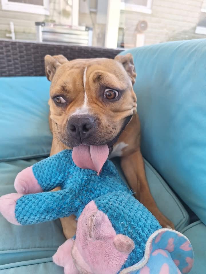 Zoey, a Adoptable mixed breed in Lakeland, FL image 1/3