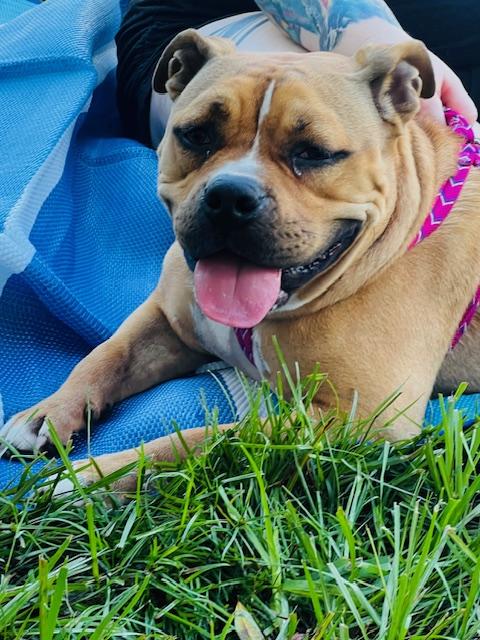 Zoey, Young Female American Bulldog