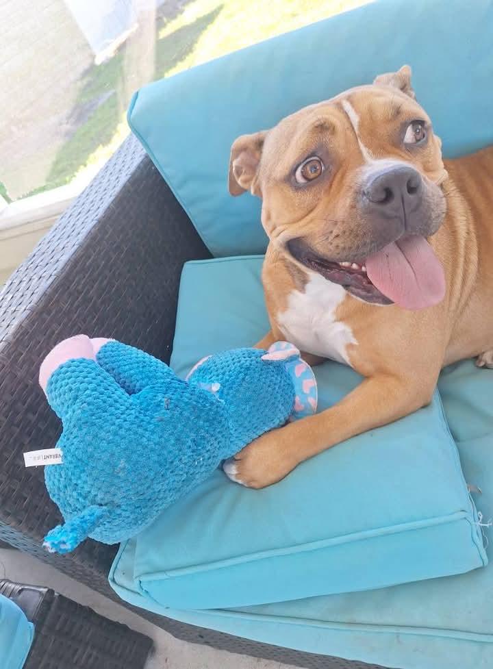 Zoey, a Adoptable mixed breed in Lakeland, FL image 3/3