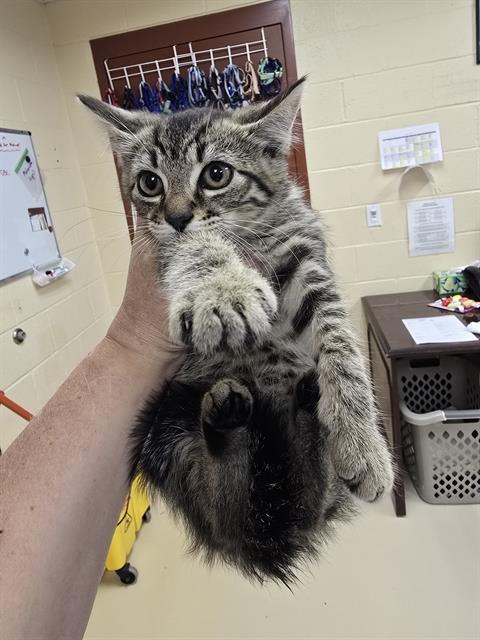 BUMBLE, Adoptable, Kitten Female Domestic Short Hair.