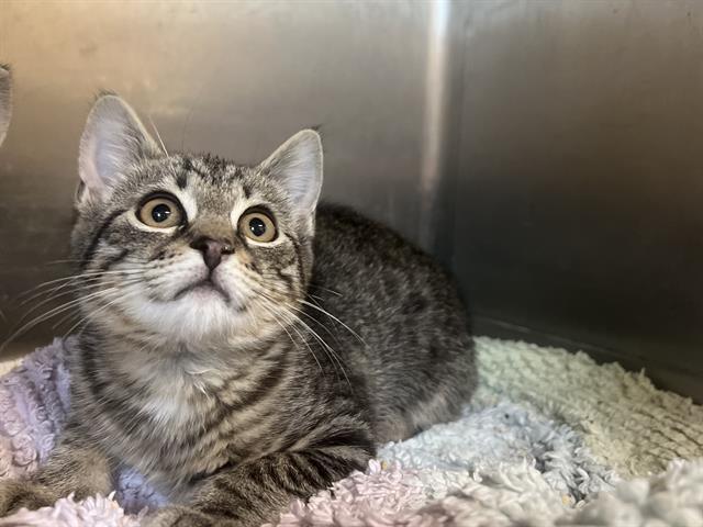 BUMBLE, Adoptable, Kitten Female Domestic Short Hair.