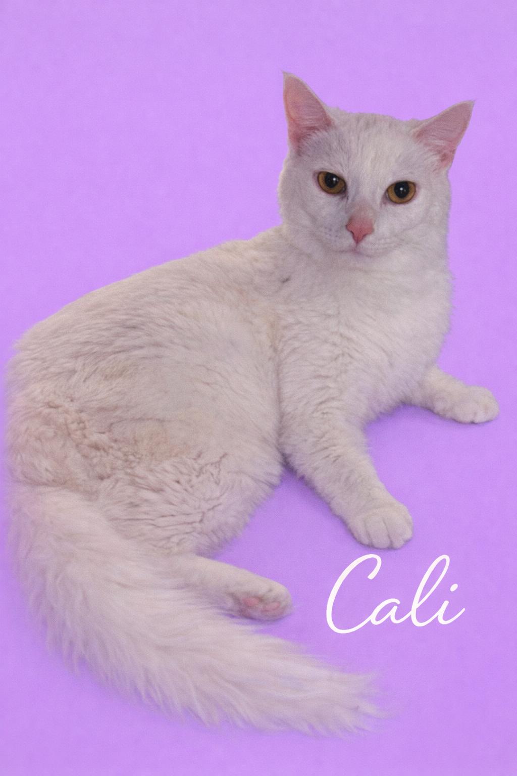 CALI, adopted, Adult Female Domestic Medium Hair.