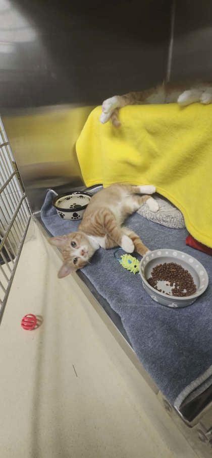 Little Dipper, Adoptable, Kitten Male Domestic Short Hair & Domestic Short Hair.