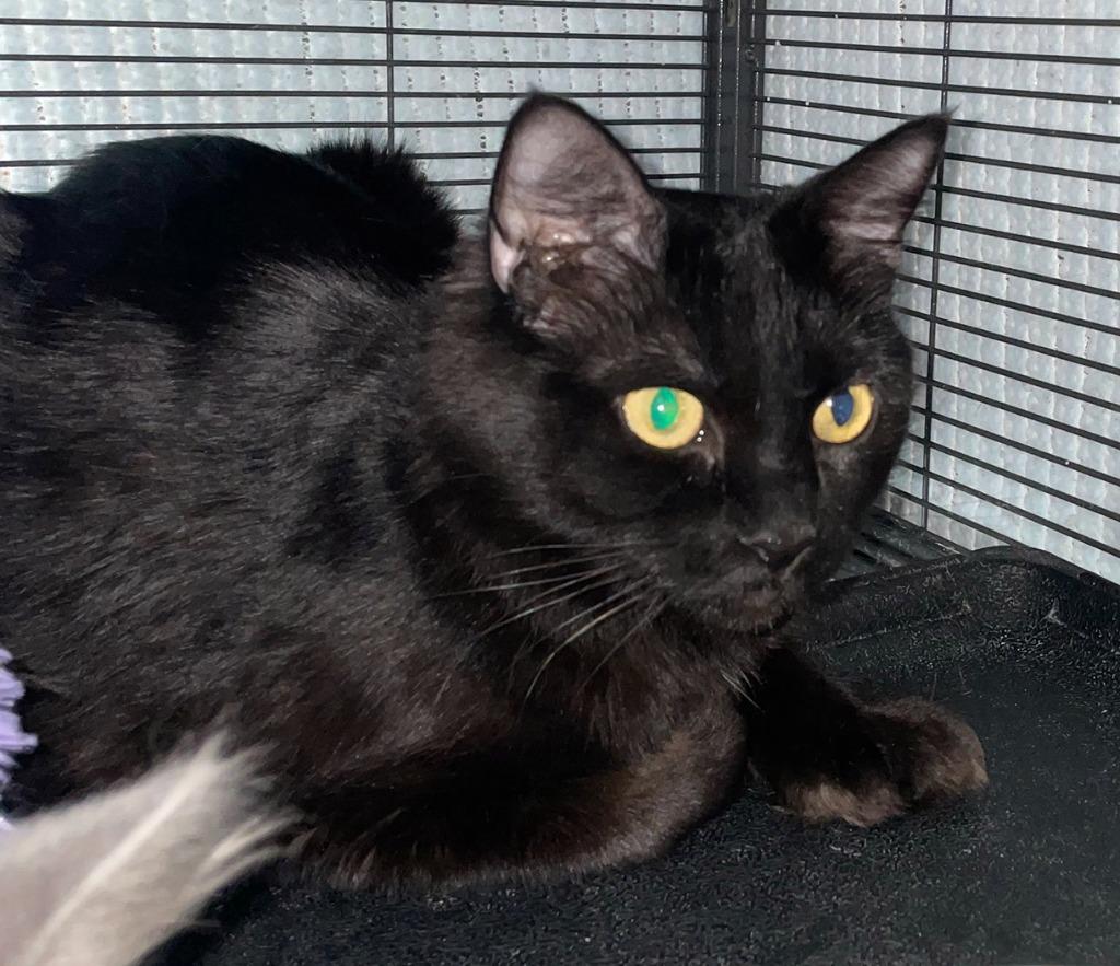 Glory, Adoptable, Adult Female Domestic Long Hair.