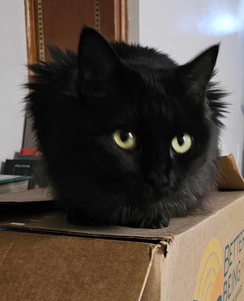 Glory, a Adoptable mixed breed in Palmer, AK image 2/4