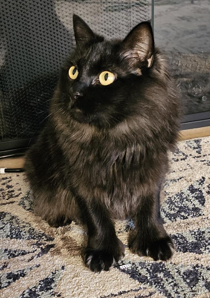 Glory, a Adoptable mixed breed in Palmer, AK image 3/4