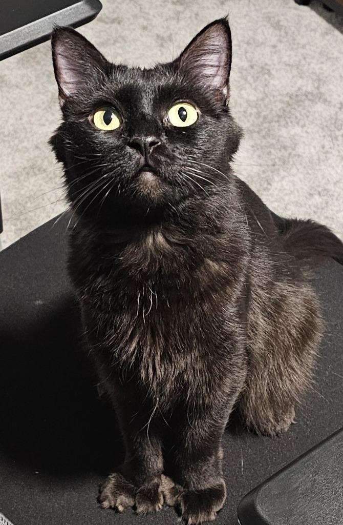 Glory, a Adoptable mixed breed in Palmer, AK image 4/4