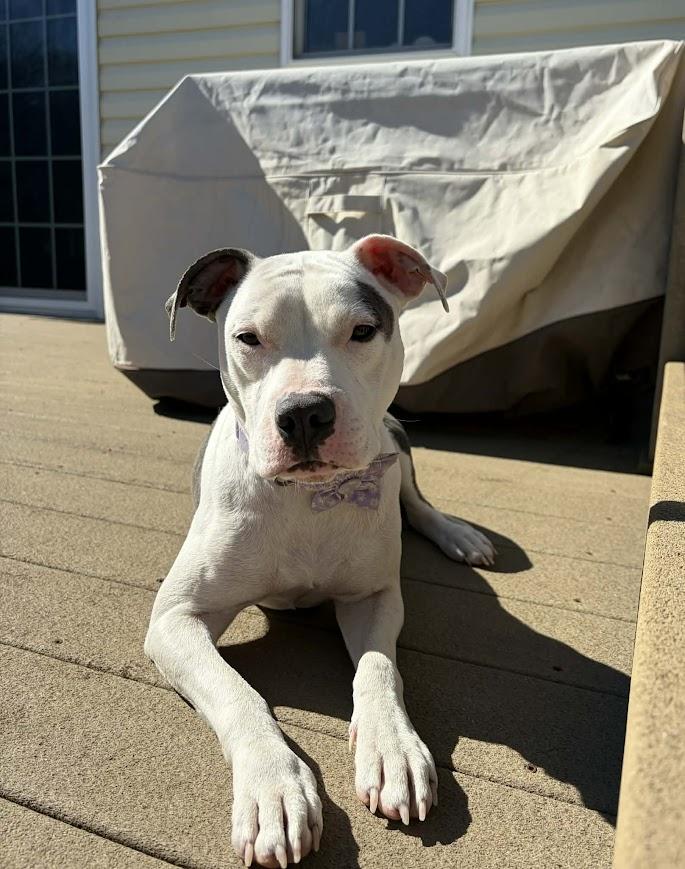 Enlarge Cloud, a ADOPTABLE mixed breed in Shermans Dale, PA image 4/6