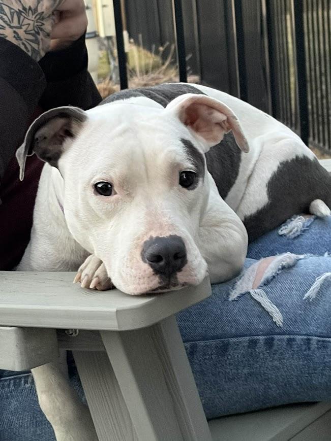 Enlarge Cloud, a ADOPTABLE mixed breed in Shermans Dale, PA image 5/6