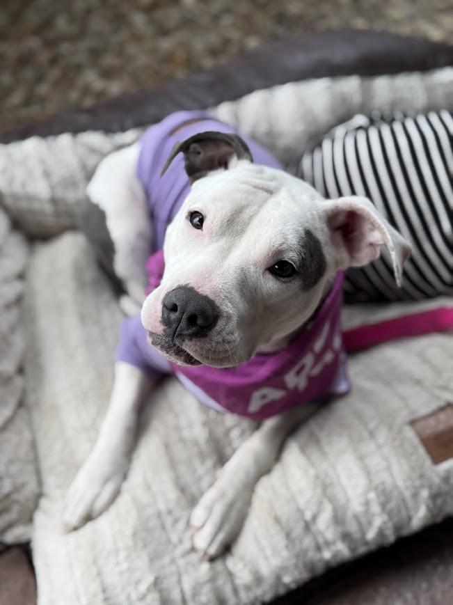 Enlarge Cloud, a ADOPTABLE mixed breed in Shermans Dale, PA image 3/6