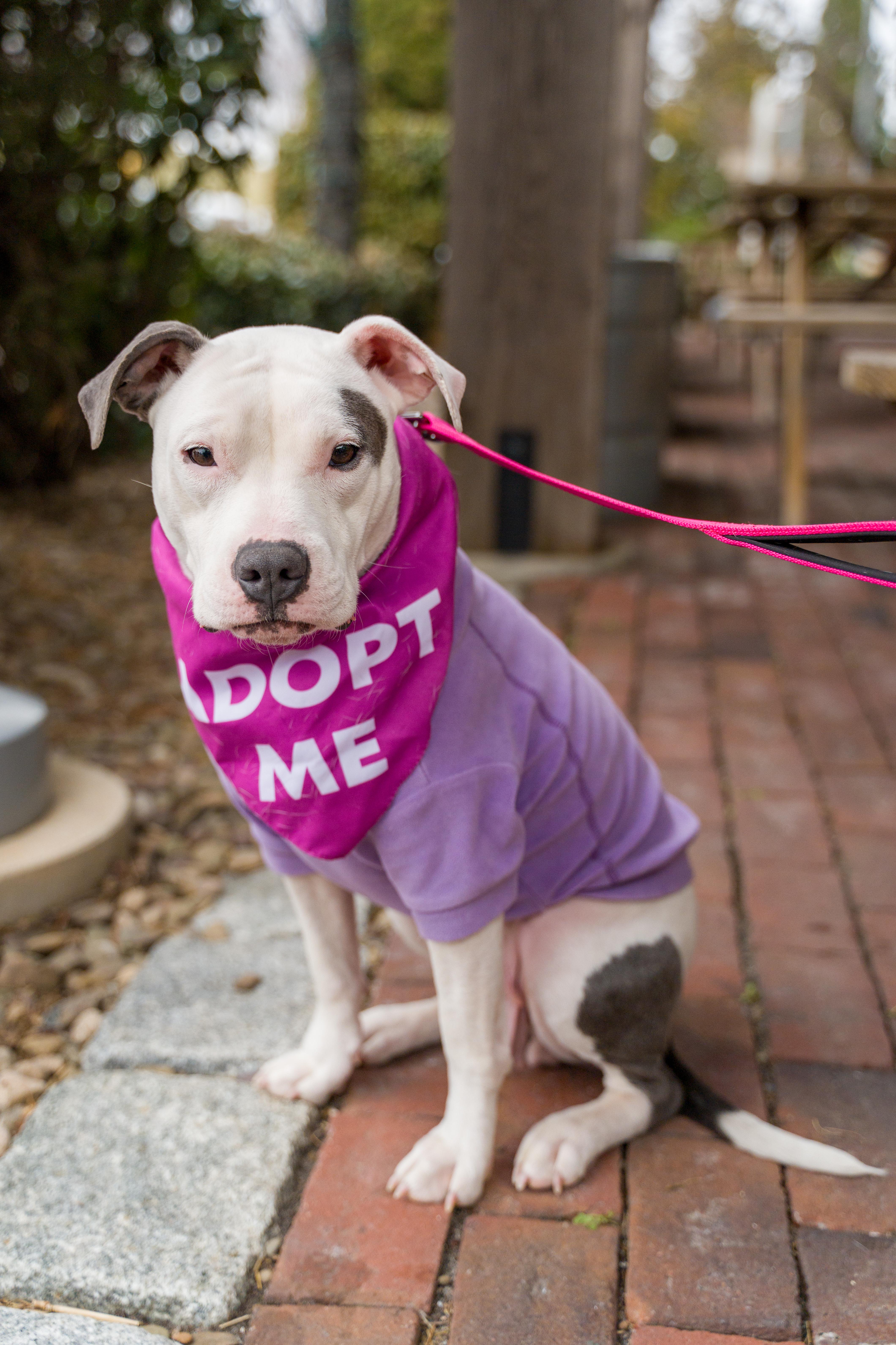 Cloud, ADOPTABLE, Adult Female Pit Bull Terrier & Staffordshire Bull Terrier.