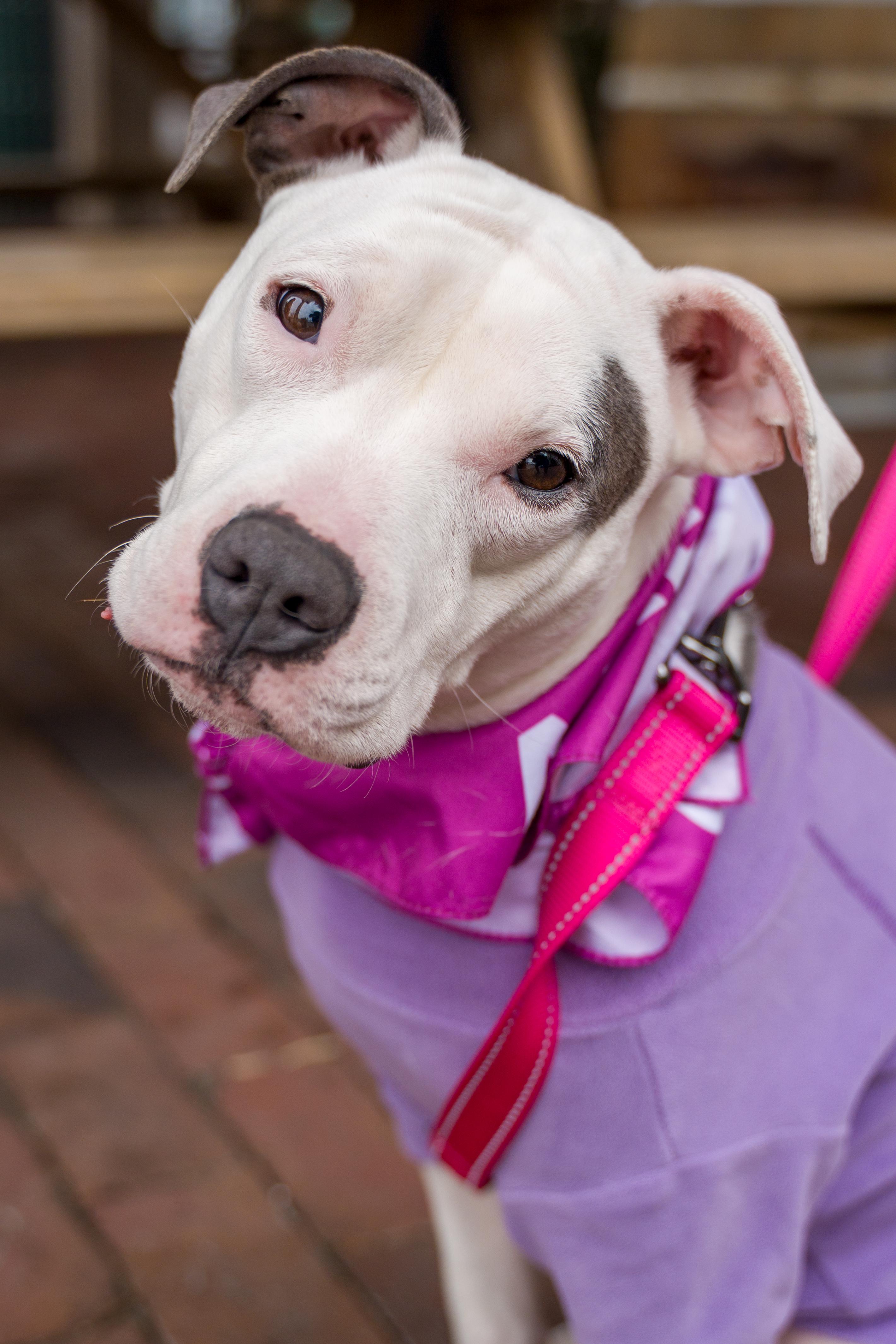 Enlarge Cloud, a ADOPTABLE mixed breed in Shermans Dale, PA image 2/6