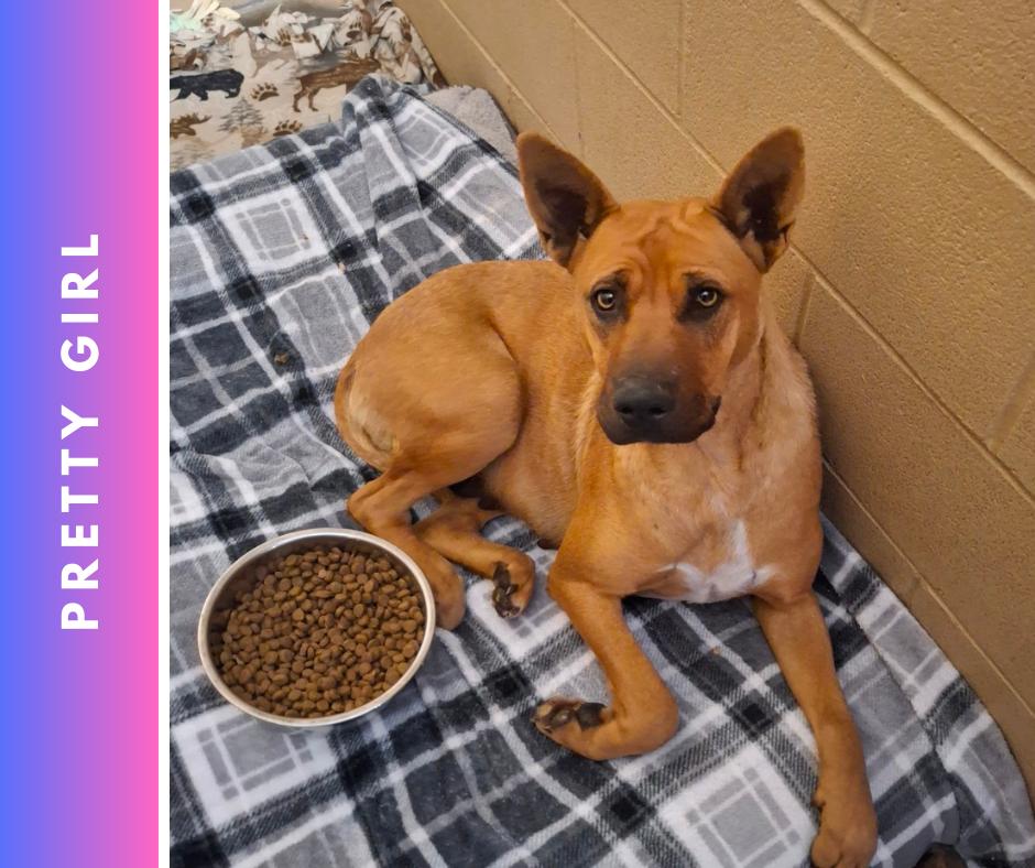 Enlarge Pretty Girl, a ADOPTABLE mixed breed in Sulphur, KY image 1/1