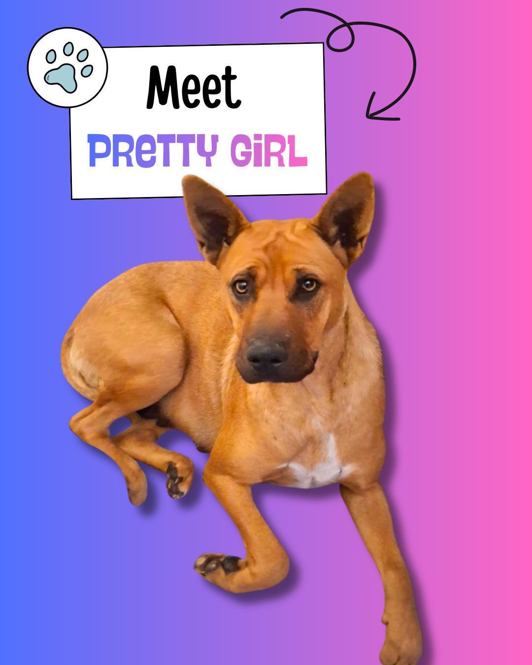 Enlarge Pretty Girl, a ADOPTABLE mixed breed in Sulphur, KY image 1/2