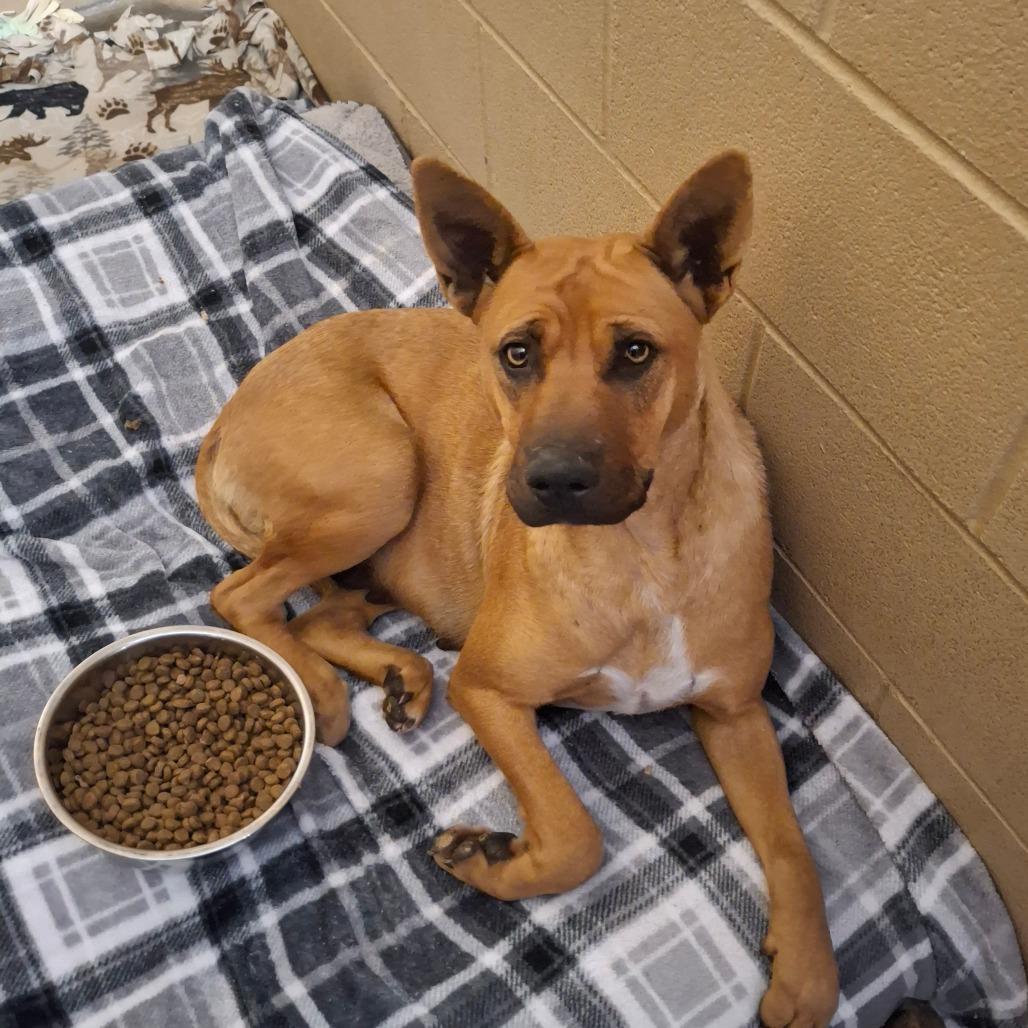 Enlarge Pretty Girl, a ADOPTABLE mixed breed in Sulphur, KY image 2/2