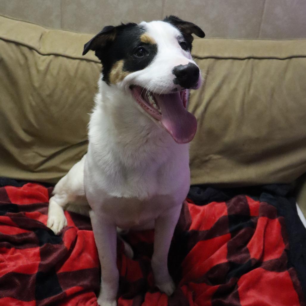 Enlarge Fella, a Adoptable mixed breed in Springfield, MO image 1/4