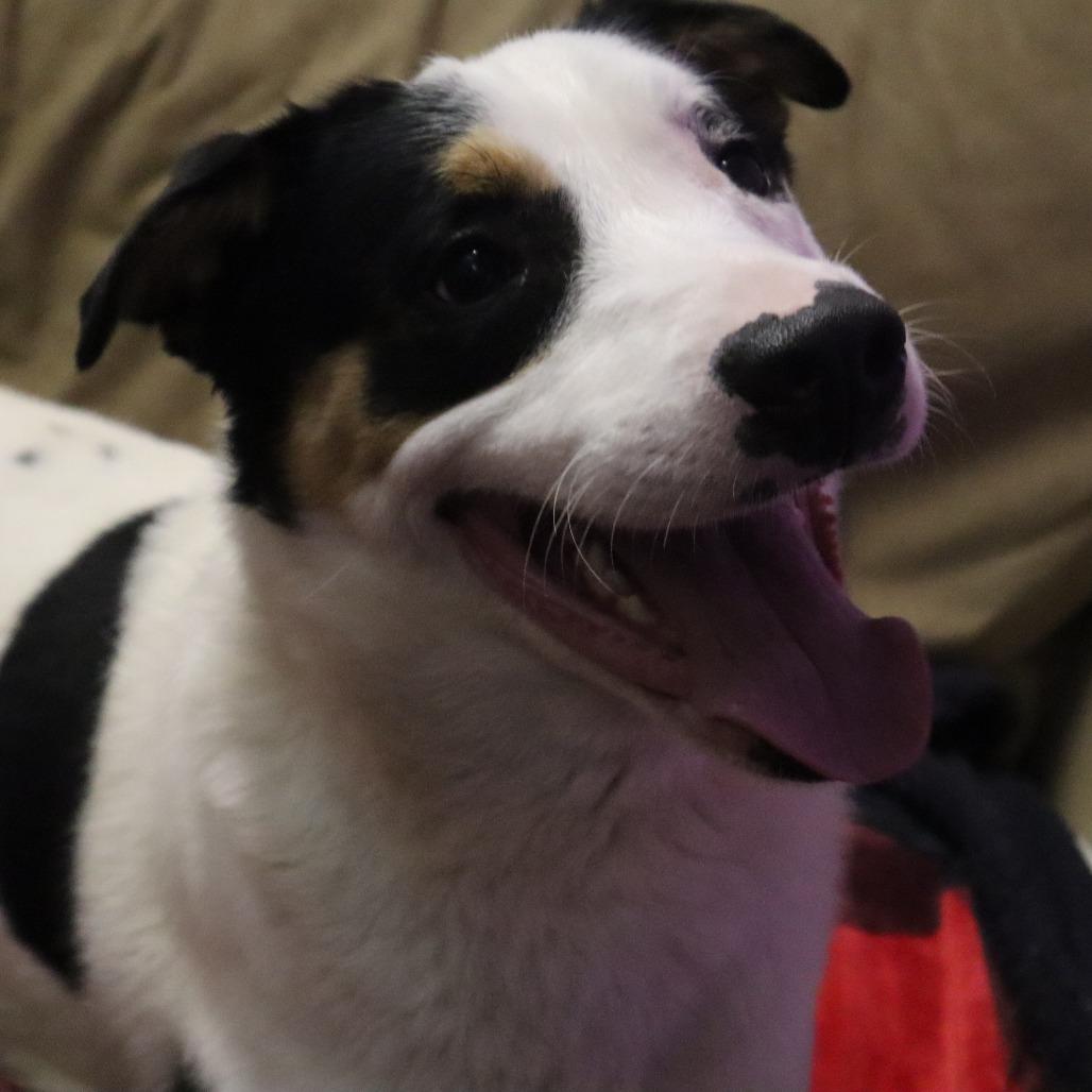 Enlarge Fella, a Adoptable mixed breed in Springfield, MO image 2/4