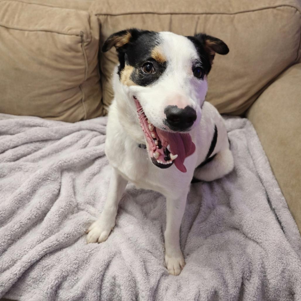 Enlarge Fella, a Adoptable mixed breed in Springfield, MO image 3/4