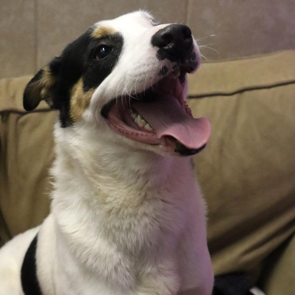 Enlarge Fella, a Adoptable mixed breed in Springfield, MO image 4/4