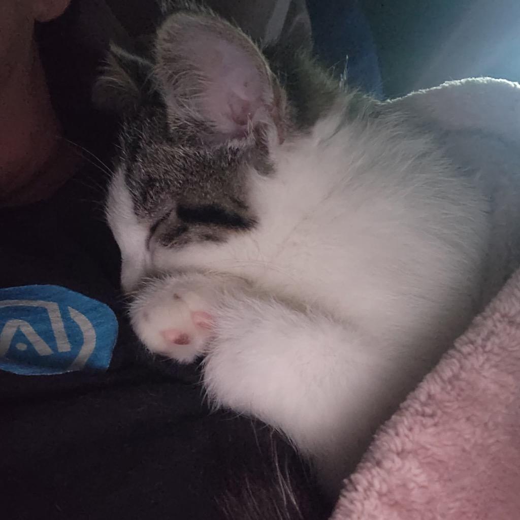 HoneyBunn, Adopted, Kitten Female Domestic Short Hair.