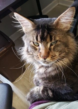 Enlarge GA- Drogo (MCR), a Adopted Maine Coon in Woodstock, GA image 1/3