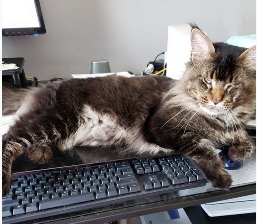 Enlarge GA- Drogo (MCR), a Adopted Maine Coon in Woodstock, GA image 2/3