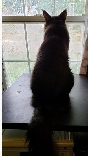 Enlarge GA- Drogo (MCR), a Adopted Maine Coon in Woodstock, GA image 3/3