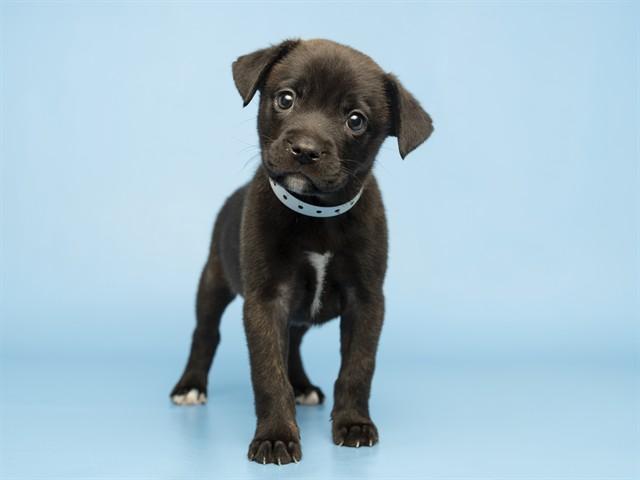ONYX, Adoptable, Puppy Female German Shepherd Dog & Pug.