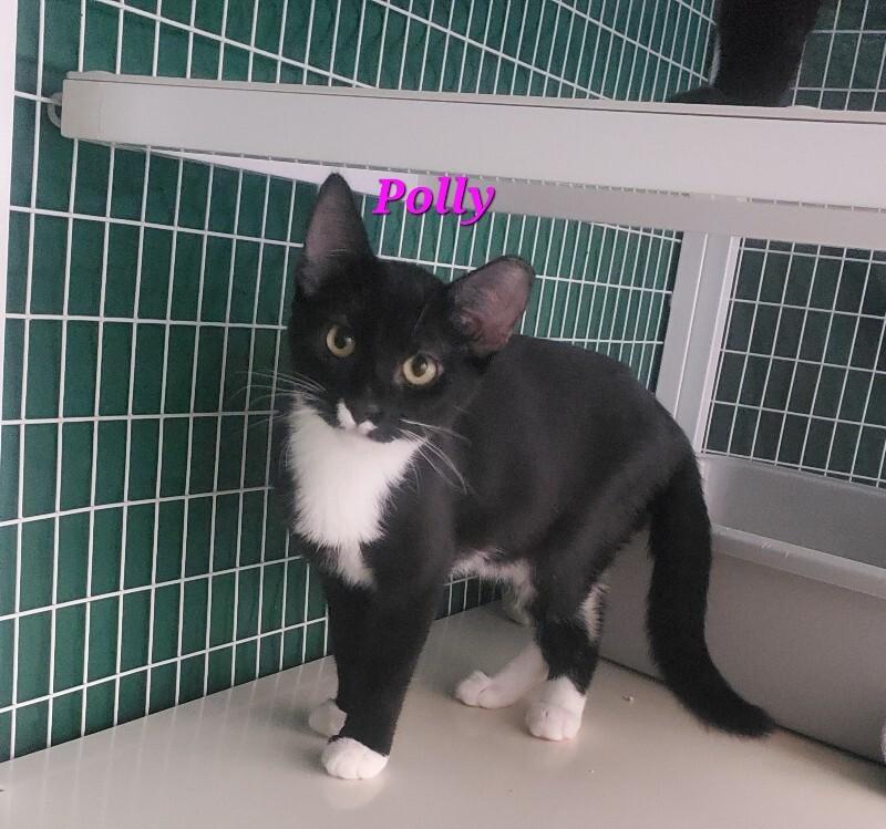 Polly, Adoptable, Young Female Domestic Short Hair.